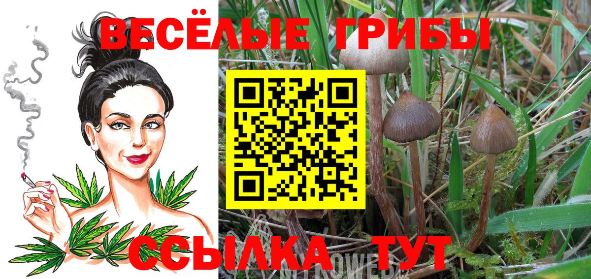 Псилоцибиновые грибы мицелий Рузаевка
